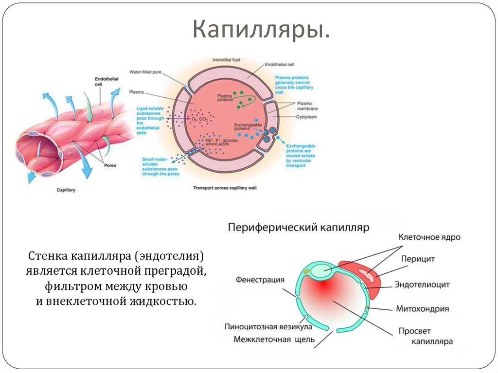 Капилляры имеют. Капилляры анатомия строение. Строение капилляров человека анатомия. Строение стенки капилляра. Строение стенки кровеносного капилляра.