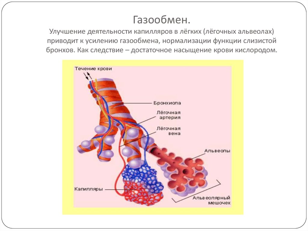 Кровь насыщается кислородом в легких. Газообмен в легких альвеола капилляр. Капилляры альвеол. Строение газообмена в легких. Схема газообмена в легких.