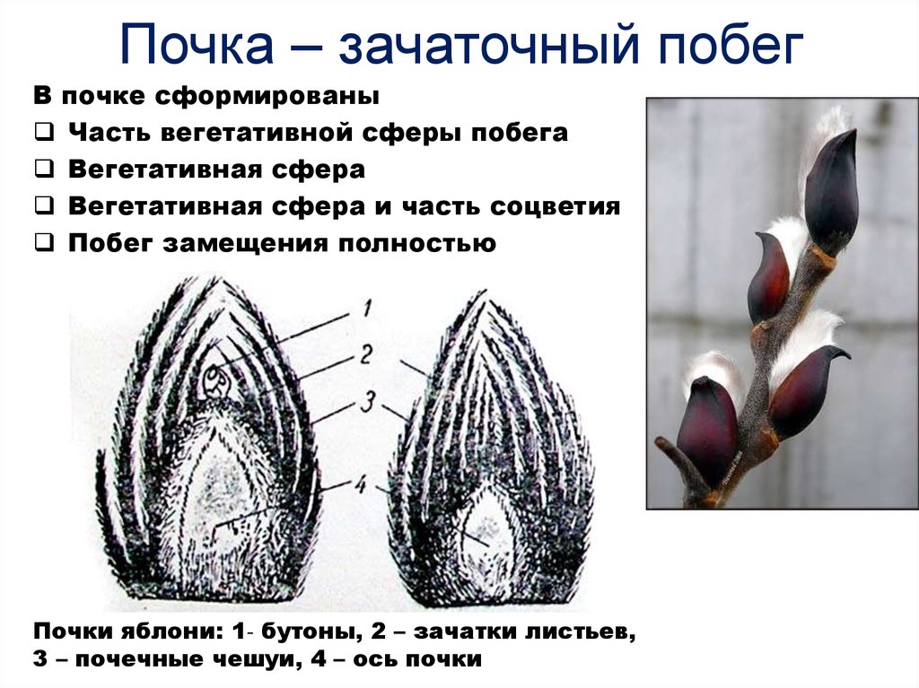 Покажите стрелками и подпишите на рисунке зачаточное соцветие почечную чешую зачаточный стебель