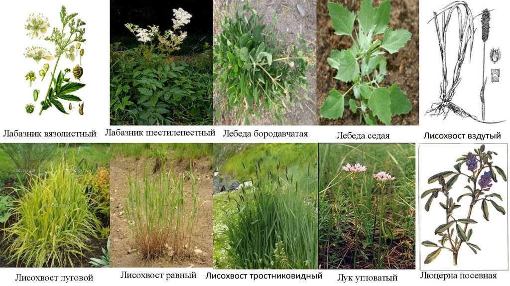 Среда обитания лебеды биология. Лисохвост Луговой Ауреовариегатус. Лебеда бородавчатая. Лук угловатый. Люцерна посевная.
