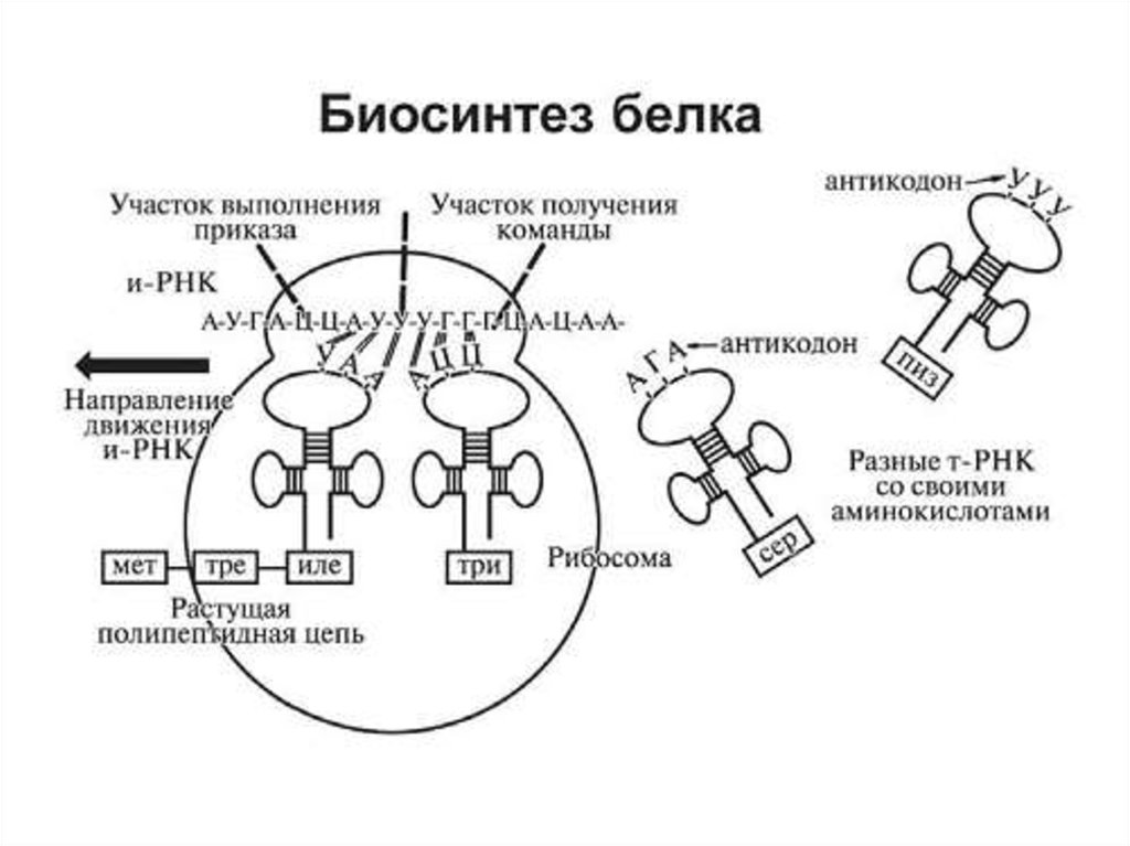 Синтез белка фаза