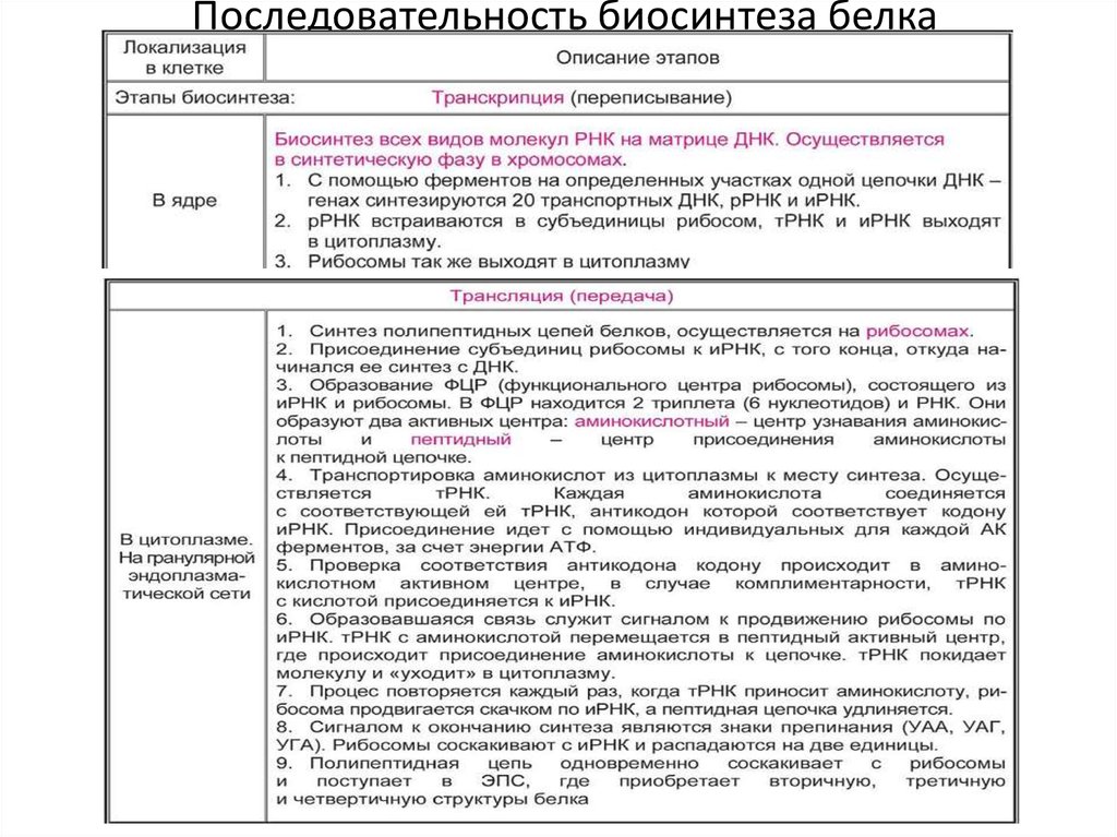 Схема биосинтез белка кратко и понятно