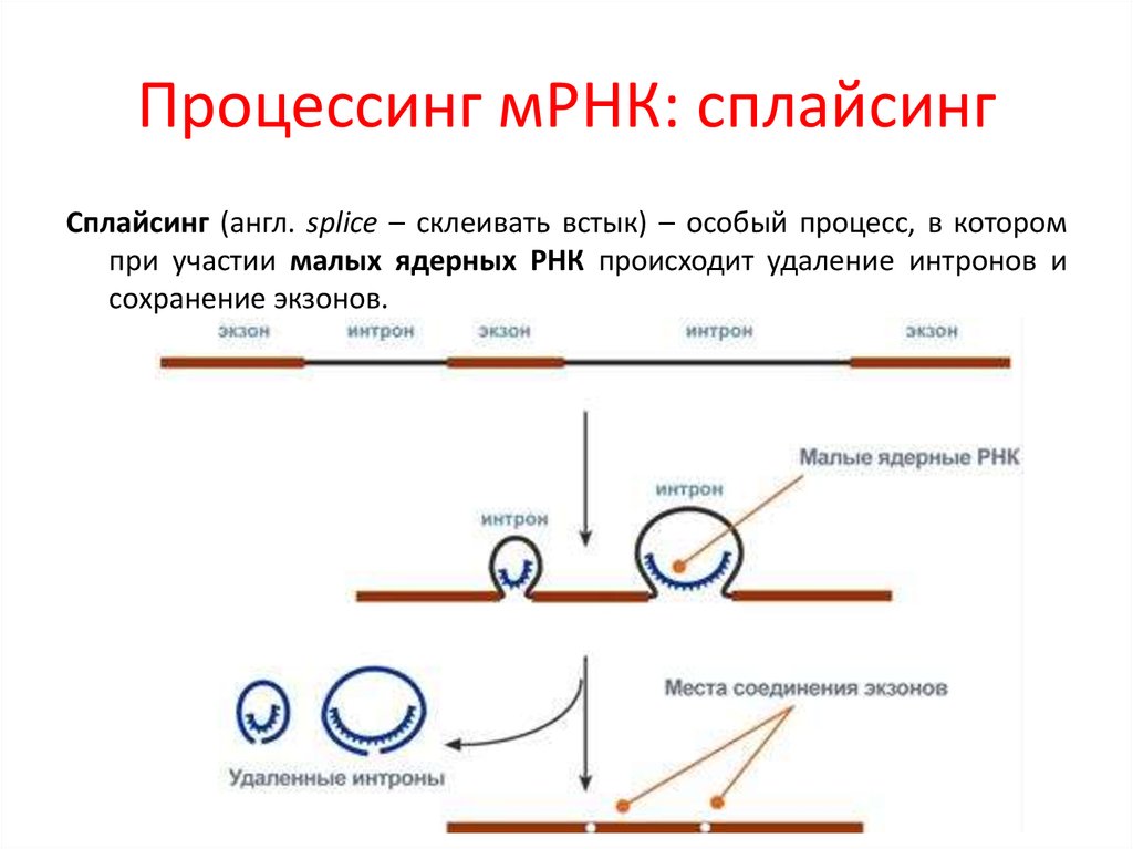 Последовательность этапов процессинга. Созревание РНК процессинг и сплайсинг. Процессинг МРНК. Сплайсинг матричной РНК. Сплайсинг РНК биохимия.