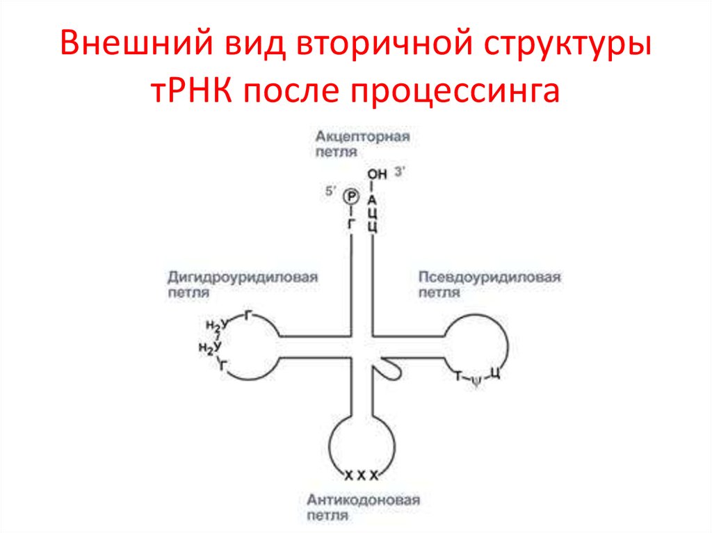 Виды трнк. Вторичная структура ТРНК. Строение вторичной структуры ТРНК. Вторичная структура ТРНК модель Клеверного листа. Вторичная структура транспортной РНК.