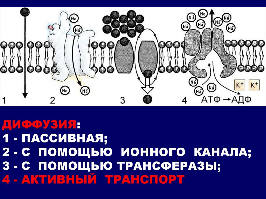 Какой процесс с участием мембраны обеспечивает секрецию