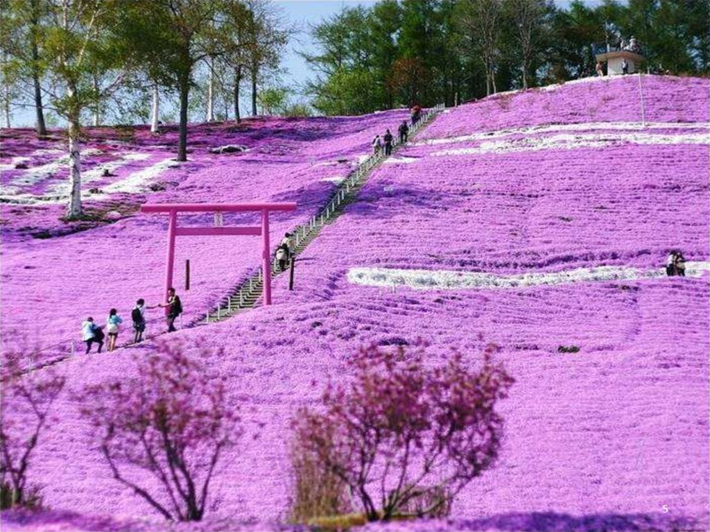 Японский сад цветов Hitachi Seaside Park. Шиловидный Флокс в парке Японии. Национальный Приморский парк Хитачи (Hitachi Seaside Park).