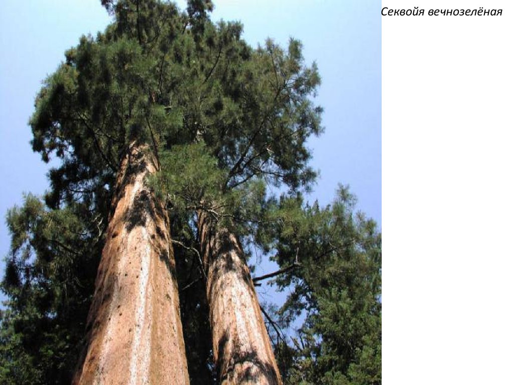 Giant Sequoia Priroda Risunok Kartinki
