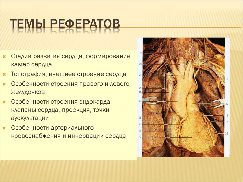 Реферат: Строение и функции сердца