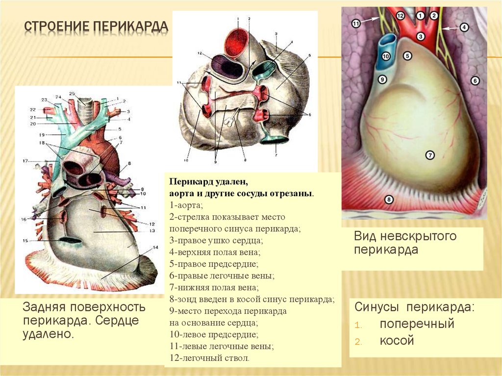 Сердце окружено околосердечной сумкой. Строение перикарда анатомия. Перикард топография анатомия. Синусы сердца топография.
