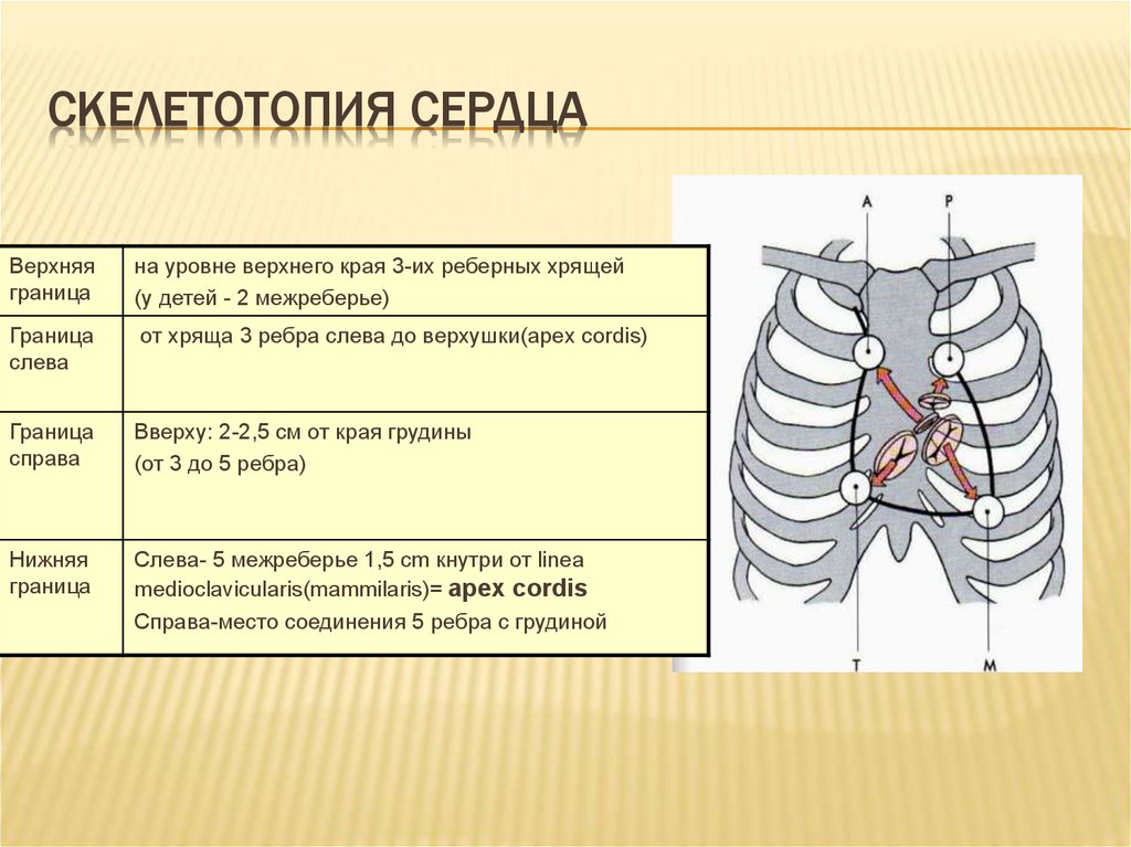 Края на верхней и нижней. Топография сердца скелетотопия. Скелетотопия и синтопия сердца. Границы сердца скелетотопия. Топография сердца границы.