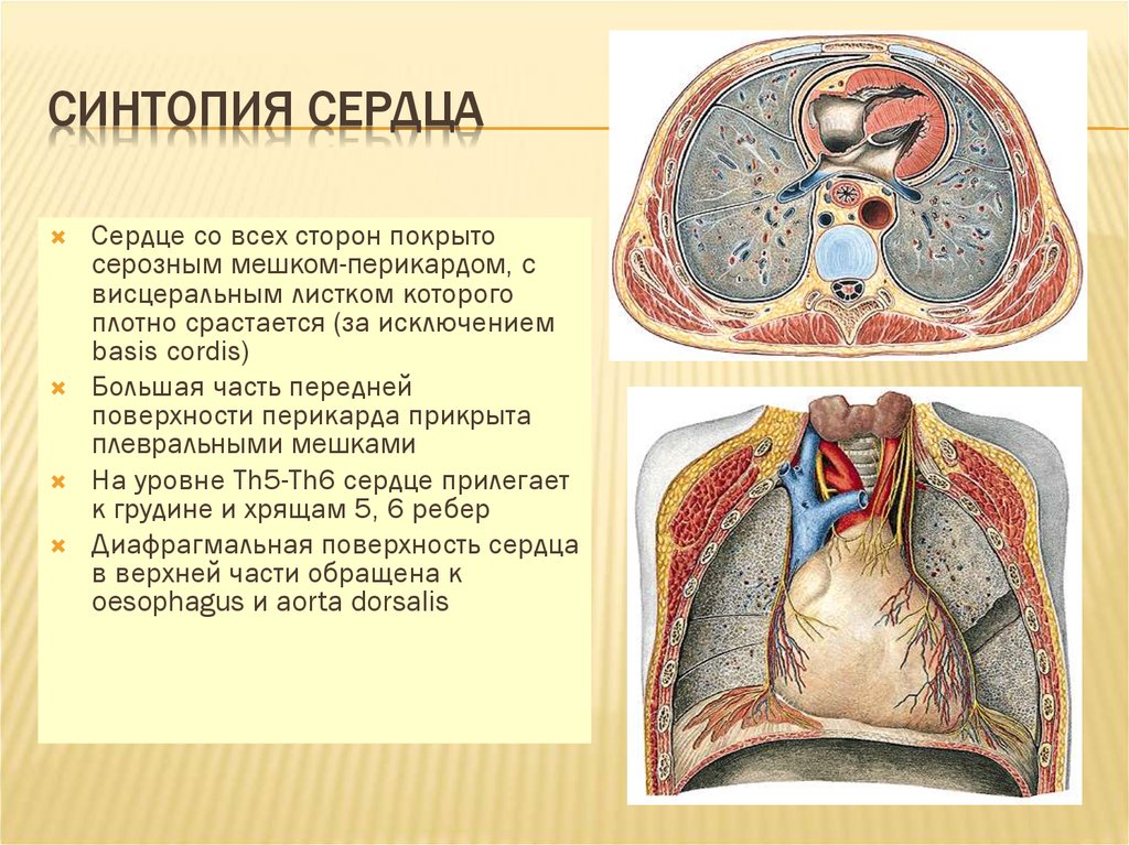 Полости сердца. Топография сердца синтопия. Топографическая анатомия сердца синтопия. Сердце голотопия скелетотопия синтопия. Скелетотопия перикарда.