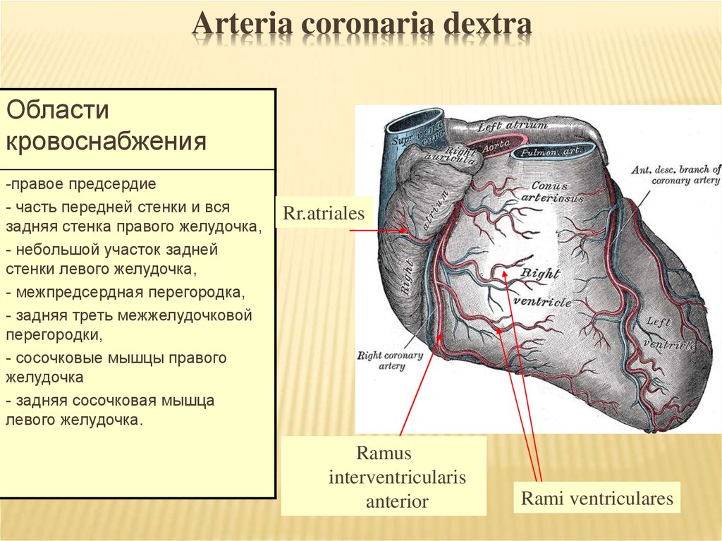 Задняя стенка сердца