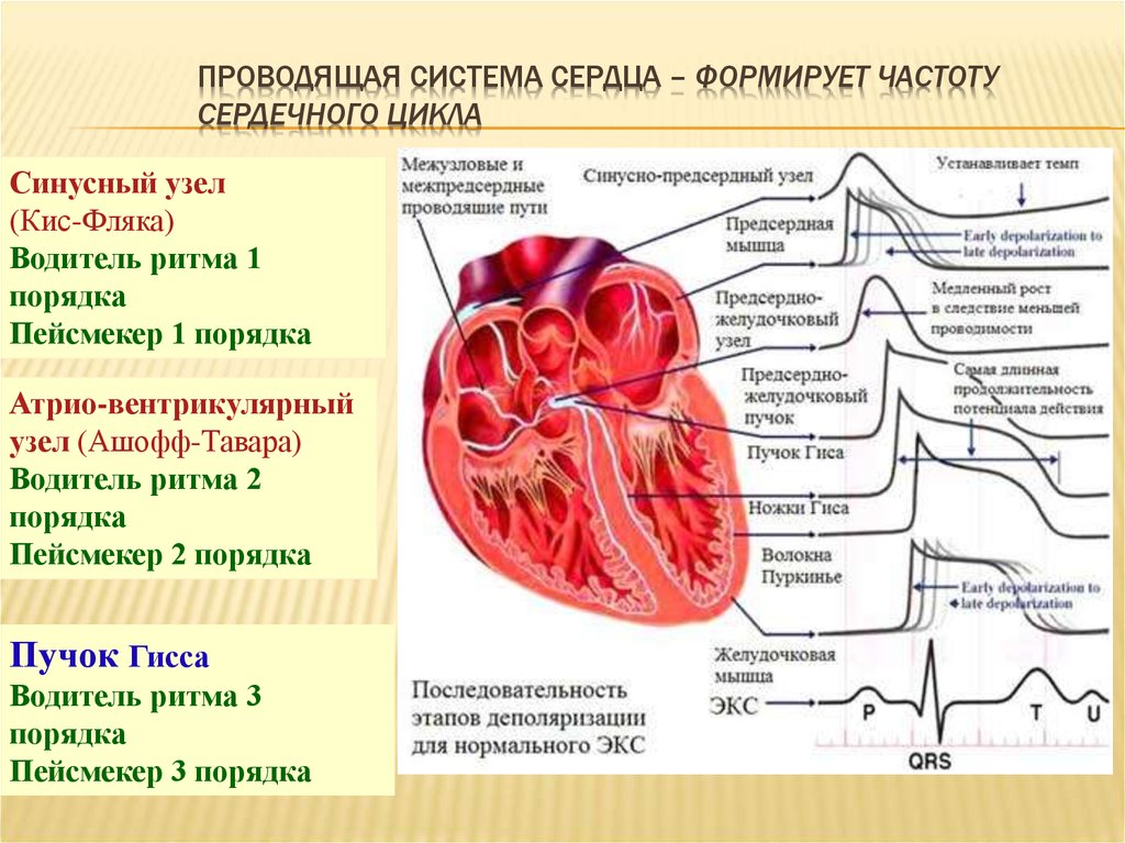 Кис точка. Проводящая система сердца пейсмейкеры. Предсердный желудочковый узел. Проводящая система сердца схема водители ритма. Клетка-пейсмейкер проводящей системы сердца.