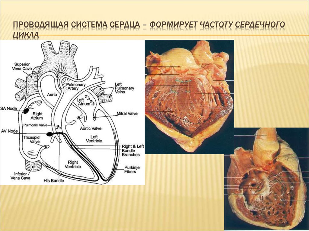 Проводящая система сердца механизм автоматии сердца презентация