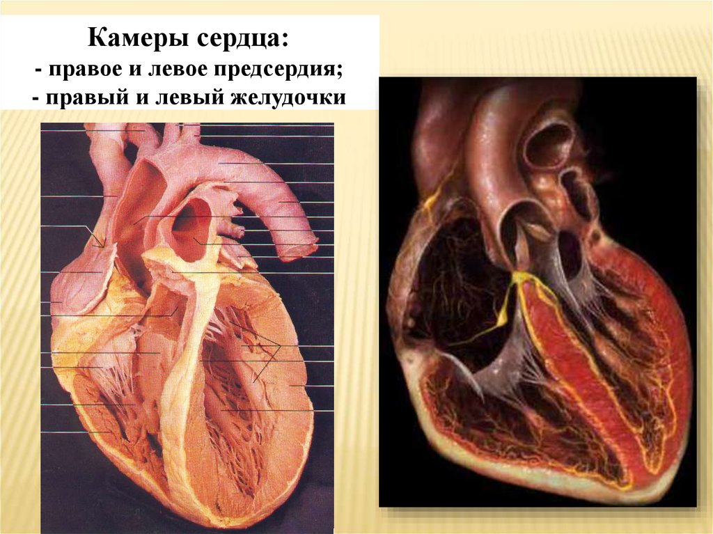 В правый желудочек сердца человека поступает. Сердце анатомия желудочки и предсердия. Правое предсердие сердца анатомия. Камеры сердца (предсердия, желудочки). Сердце правое и левое предсердие.