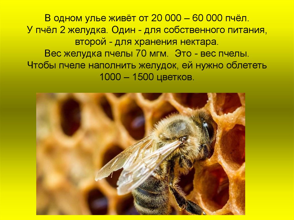 Сколько пчелы дают. Интересное о пчелах. Интересные факты о пчелах. Пчела обитает. Сколько лет живут пчелы.