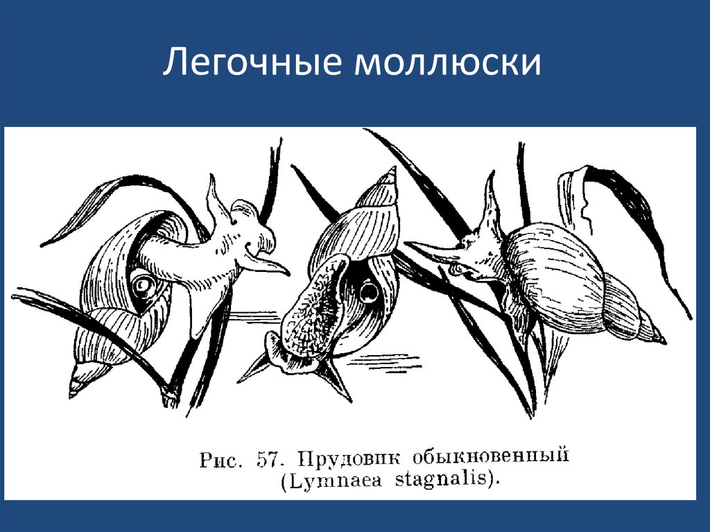 Симметрия моллюсков. Легочные моллюски. Тропический легочный моллюск. Моллюски симметрия. Тип симметрии мидии.