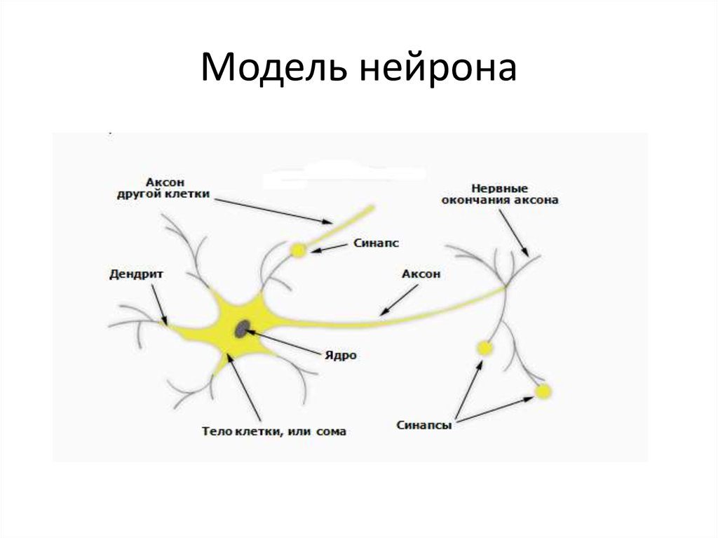 Осуществляет связь между нейронами какой нейрон. Модель нейрона в нейронной сети. Нейроны головного мозга строение. Строение нейрона нейронная сеть. Структура нейронов головного мозга.
