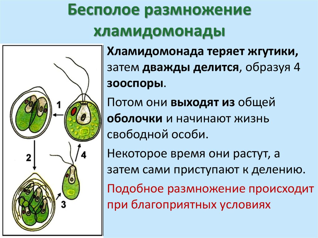 Известно что хламидомонада одноклеточная фотосинтезирующая зеленая водоросль. Бесполое размножение хламидомонады. Бесполое размножение водорослей схема. Строение водоросли хламидомонады. Цикл хламидомонады схема.