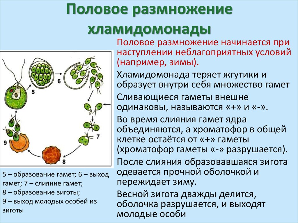 При делении жизненного цикла овощных растений онтогенез. Описание полового размножения хламидомонады. Бесполое размножение хламидомонады ЕГЭ. Половое размножение хламидомонады схема. Формы полового размножения у хламидомонады.