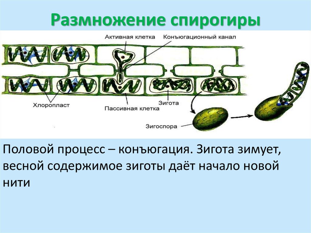 Цикл спирогиры. Размножение спирогиры конъюгация. Половое размножение спирогиры схема. Спирогира водоросль размножение. Жизненный цикл спирогиры схема.