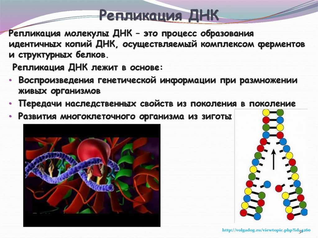 Значение молекул днк. Репликация молекулы ДНК. Репликация ДНК биология 10 класс. ДНК репликаза. Процесс репликации ДНК.