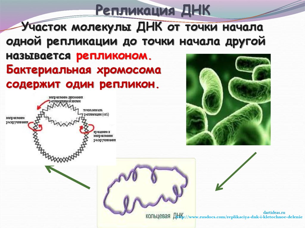 Участок молекулы днк содержащий. Репликон кишечной палочки. Репликон прокариот. Репликон ДНК. Репликация бактериальной хромосомы.