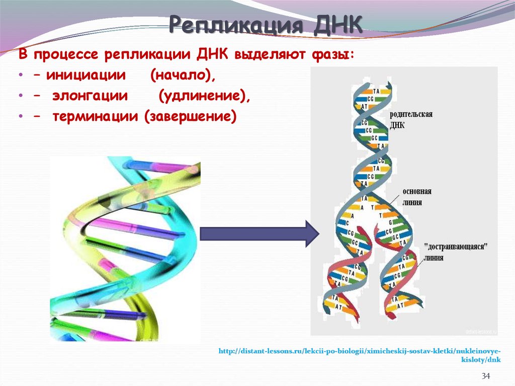 Образование днк. Этапы репликации ДНК рисунок. Репликация генетика. Этапы удвоения ДНК. Терминация репликации ДНК схема.