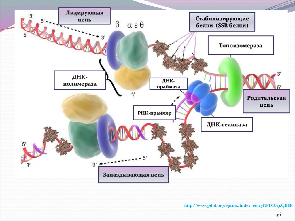 Днк полимераза 3. ДНК полимераза структура белка. ДНК И РНК полимеразы. ДНК полимераза и РНК полимераза. SSB белки.