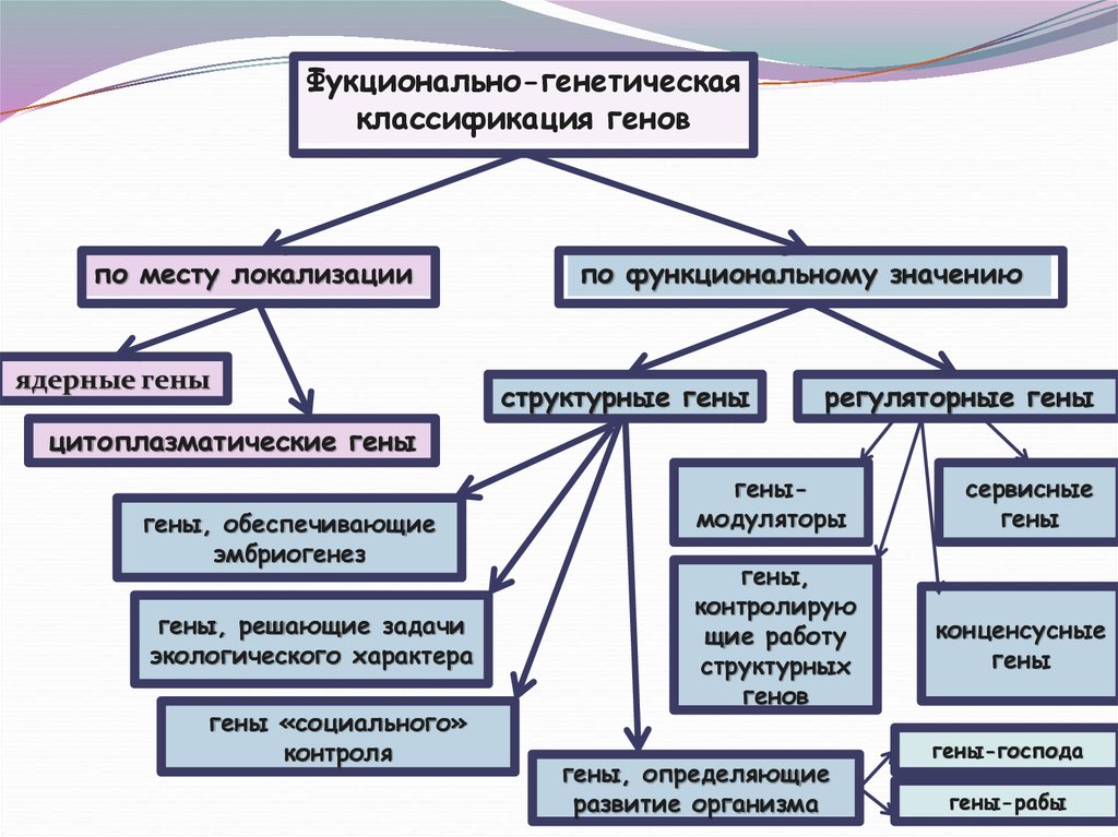 Функциональные гены. Генетика классификация. Структурная классификация генов. Функционально- генетическая классификация генов.. Структурные и функциональные гены.