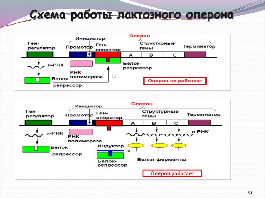 Схема жакоба и моно биохимические механизмы клеточной дифференцировки и онтогенеза