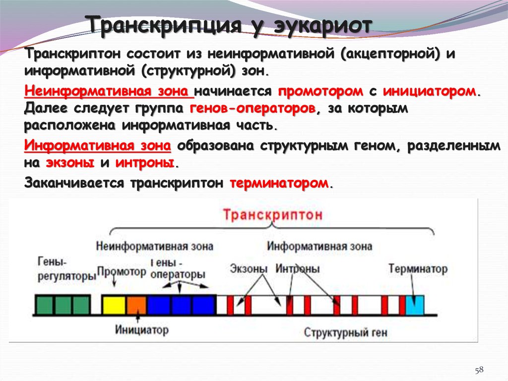 Участки структурного гена. Единица транскрипции у эукариот. Регуляторные элементы транскрипции эукариот. Ген структура Гена. Транскрипция эукариот биохимия.