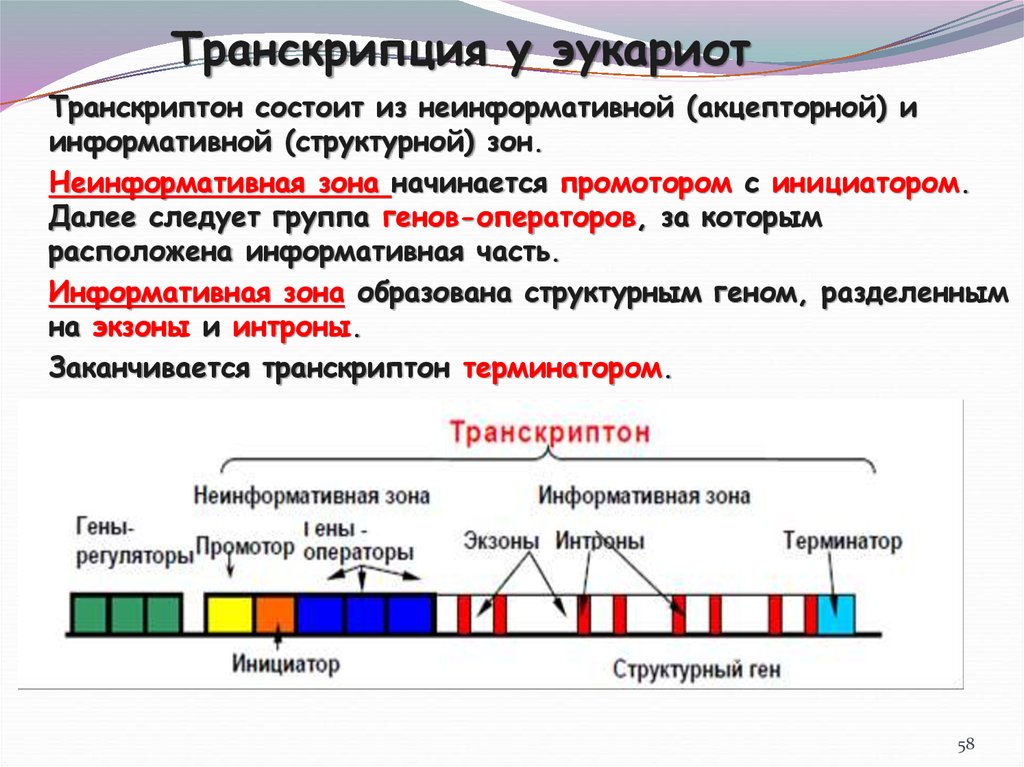 Фрагмент начала гена имеет. Регуляторные элементы транскрипции эукариот. Единица транскрипции у эукариот. Факторы транскрипции эукариот 10 класс. Транскрипция генов у эукариот регулируется.