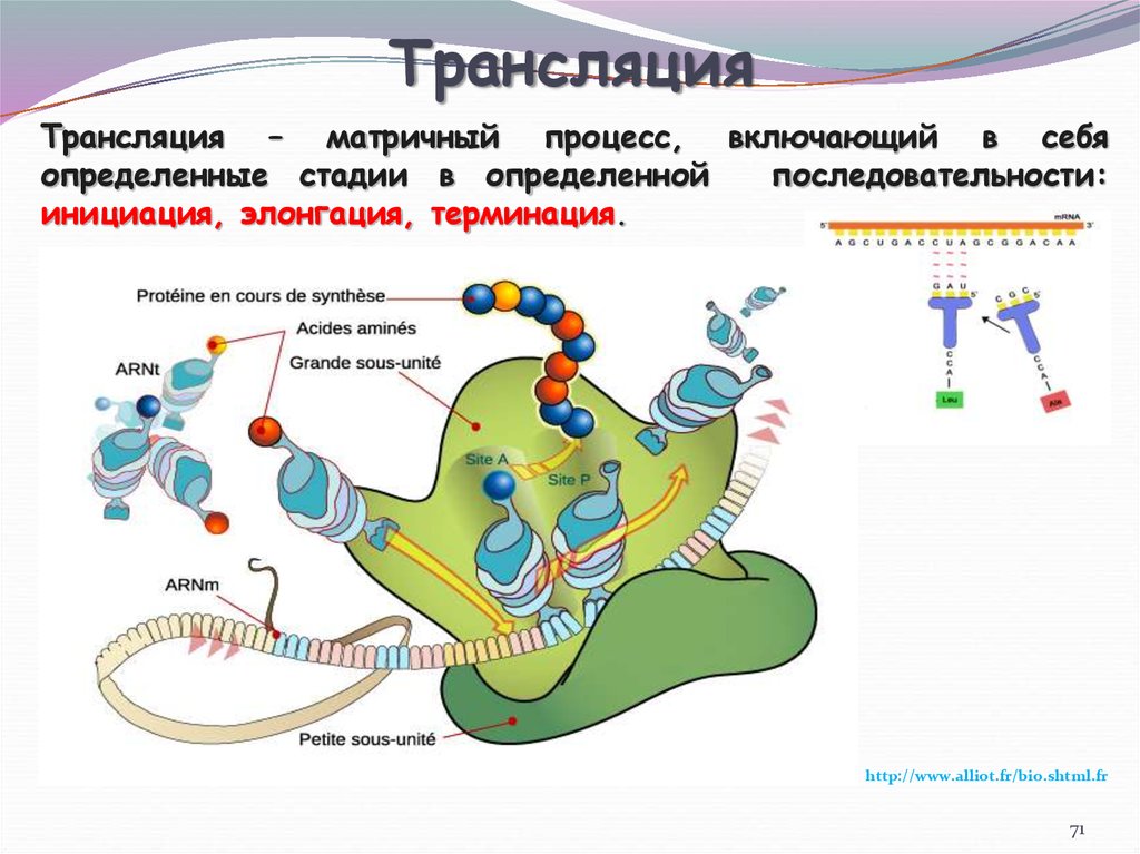 Процесс трансляции. Трансляция молекулярная биология. Элонгация молекулярная биология. Терминация молекулярная биология. Фаза инициации при трансляции включает в себя процессы.