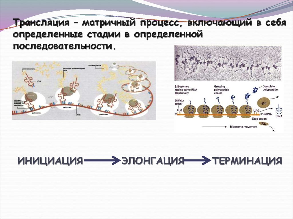 Презентация введение в генетику