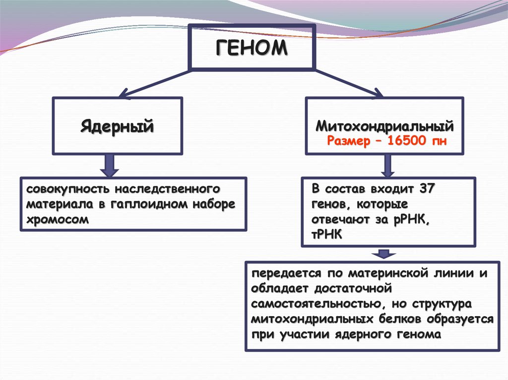 Геном человека схема