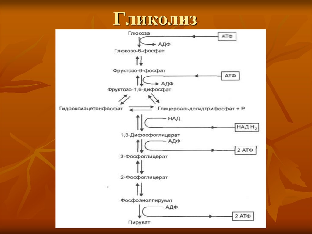 Схема реакций гликолиза