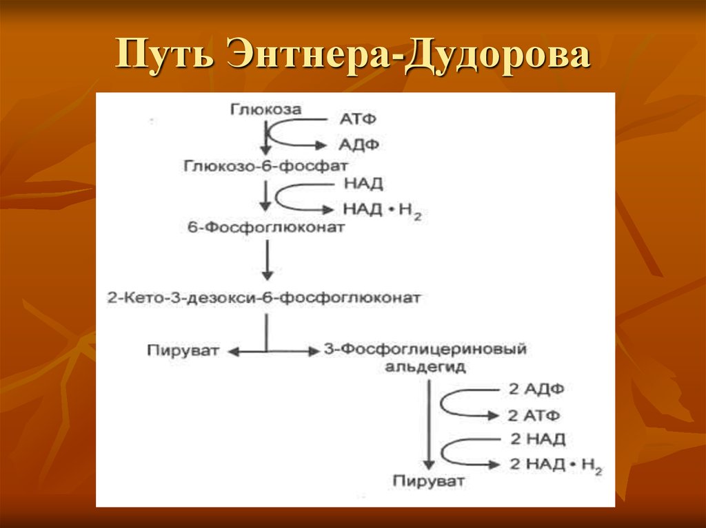 23 путь. Путь расщепления Энтнера-Дудорова. Путь Энтнера – Дудорова КДФГ-путь,. 2 Кето 3 дезокси 6 фосфоглюконатный путь. Энергетический выход пути катаболизма Энтнера-Дудорова составляет.