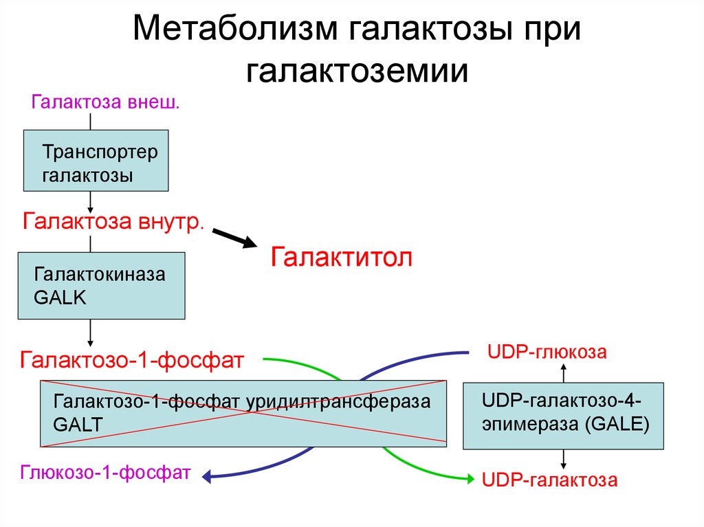 Схема метаболизма галактозы