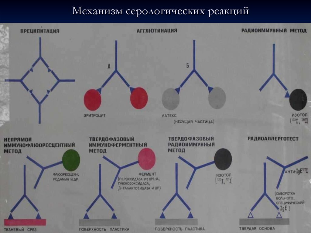 Виды серологических реакций схема - 85 фото