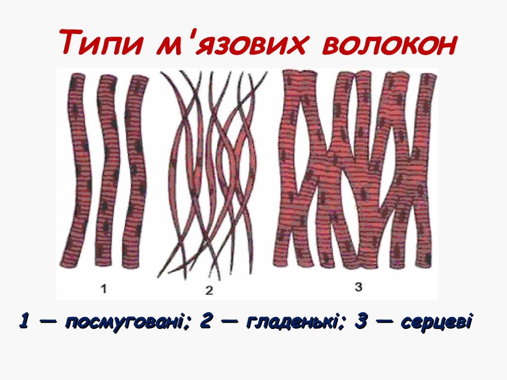 Мышечная ткань рисунок. Мышечная ткань схема. Типы мышечной ткани рисунок. Волокна ткани человека. Типы волокон в мышечной ткани.