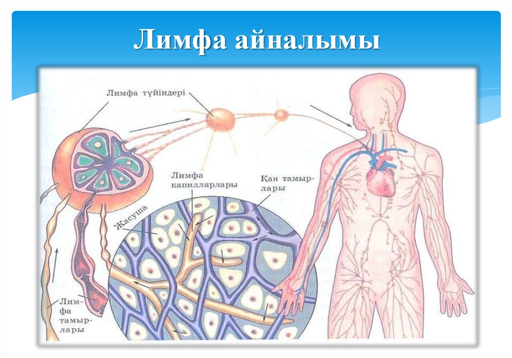 Лимфа картинки для презентации