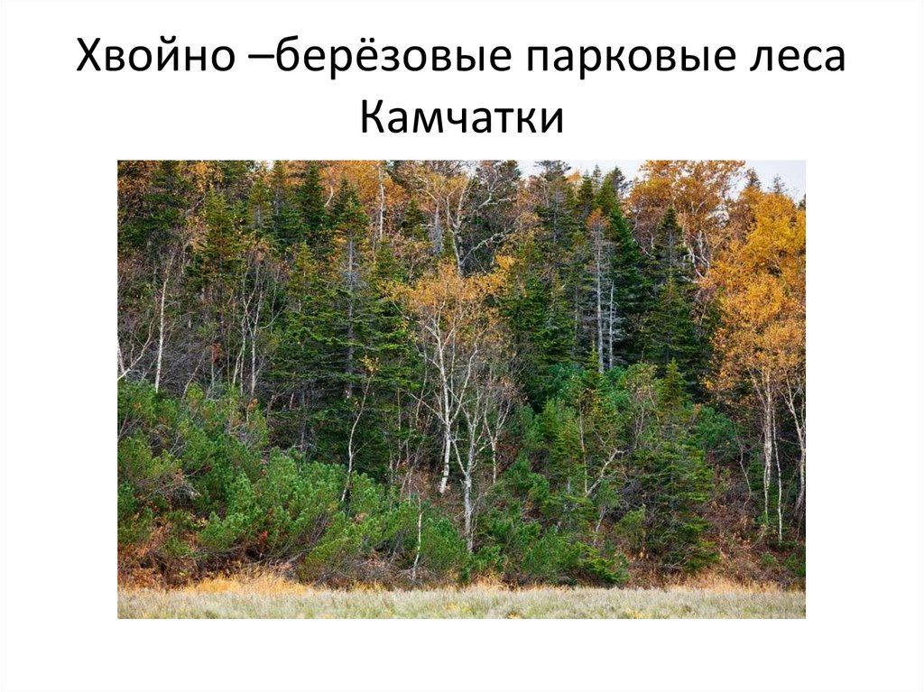 Хвойно березовый. Еловые леса Камчатки. Хвойные леса Камчатки. Природный комплекс лес. Смешанные леса Камчатки.