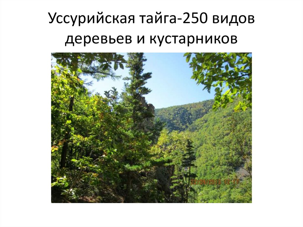 Уссурийская тайга-250 видов деревьев и кустарников