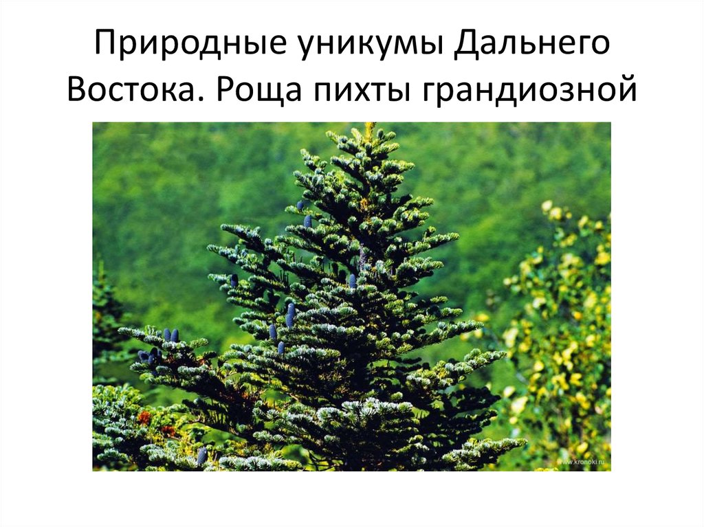 Уникумы дальнего востока. Пихта. Природные Уникумы дальнего Востока. Пихта дальнего Востока. Роща пихты.