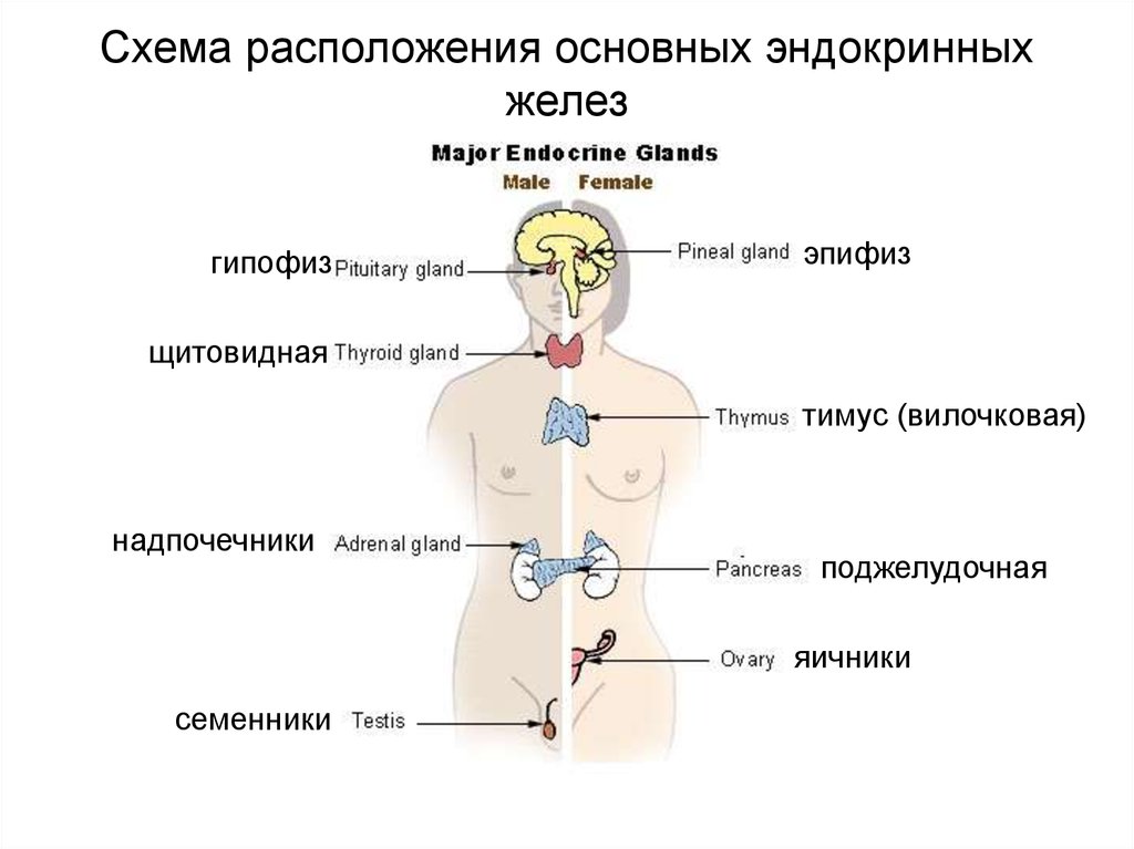 Какие железы связаны с эндокринной системой. Схема расположения железы внутренней секреции. Эндокринная система железы внутренней секреции схема. Эндокринная система железы секреции. Эндокринные железы человека схема.