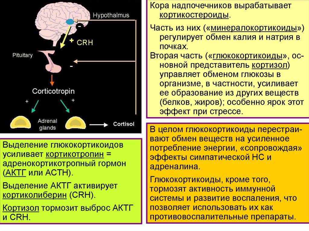 Стимулирует кору надпочечников. Гормоны коры надпочечников. Синтез гормонов коры надпочечников. Гормональная регуляция кортизола. Глюкокортикоиды функции гормона.