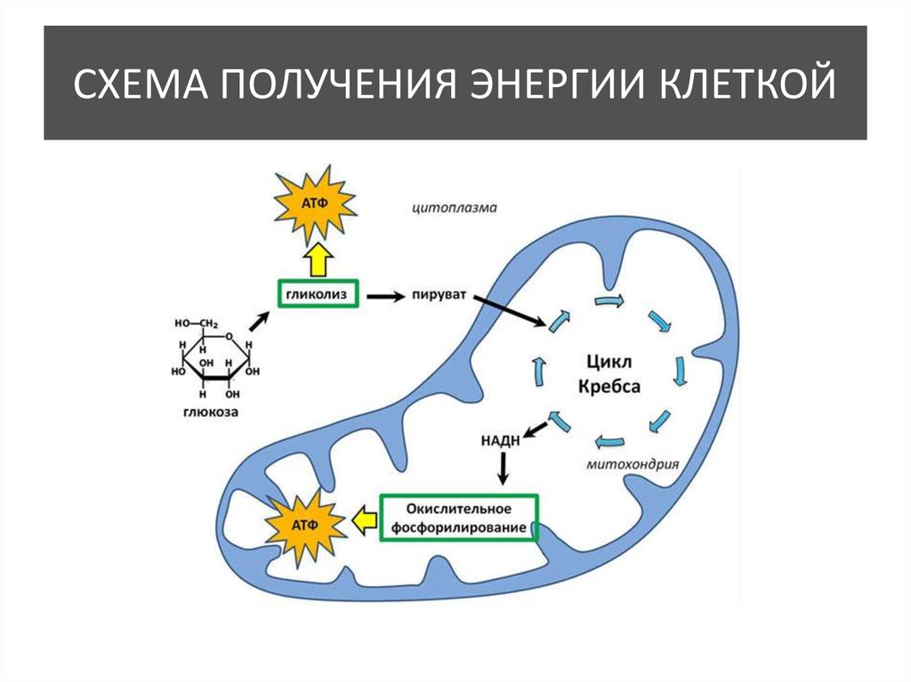 Каким номером на схеме обозначен основной источник энергии для всех процессов в клетке