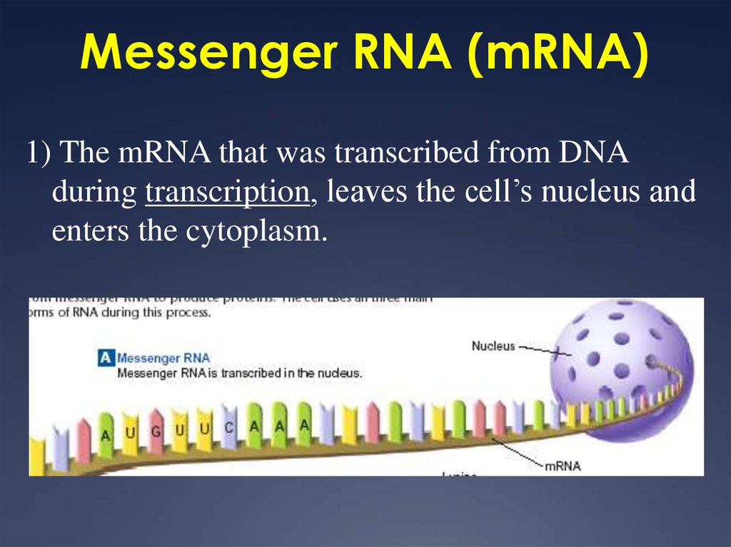 messenger rna function