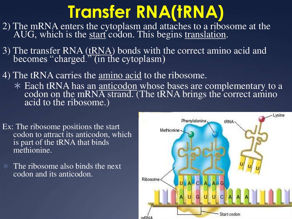 Transfer RNA(tRNA)